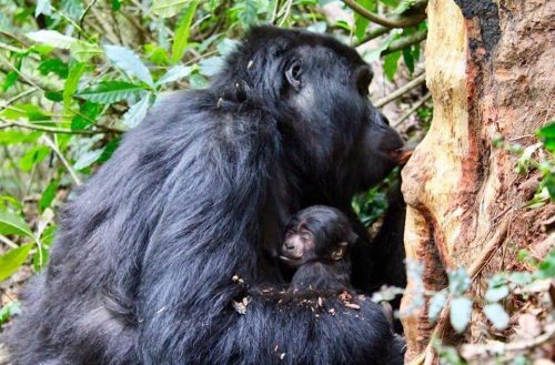 10 Interesting Facts About Mountain Gorillas | Gorilla Safaris Uganda