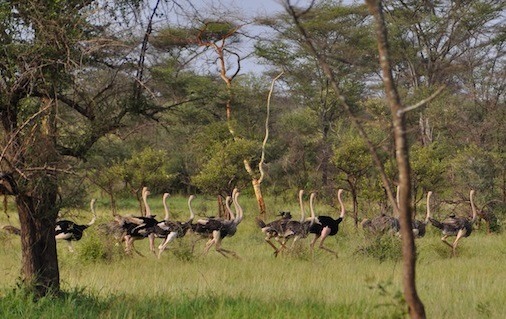 Ostriches in Kidepo Valley National Park