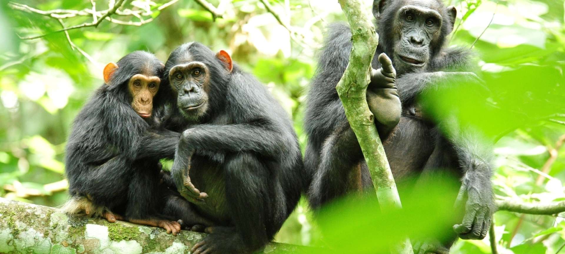 Chimps in Kibale National Park