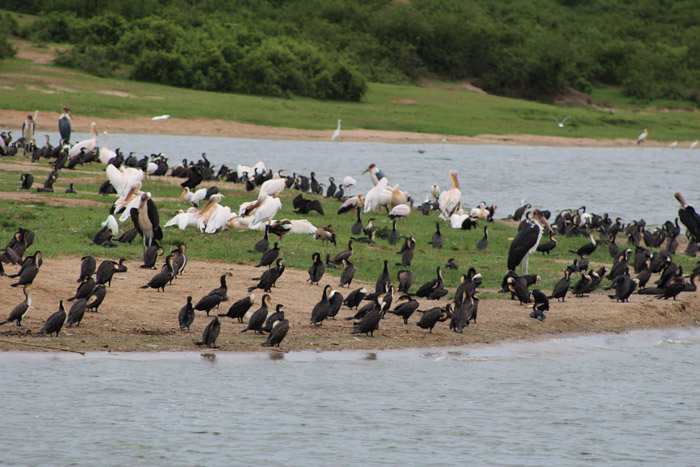 Birding in uganda