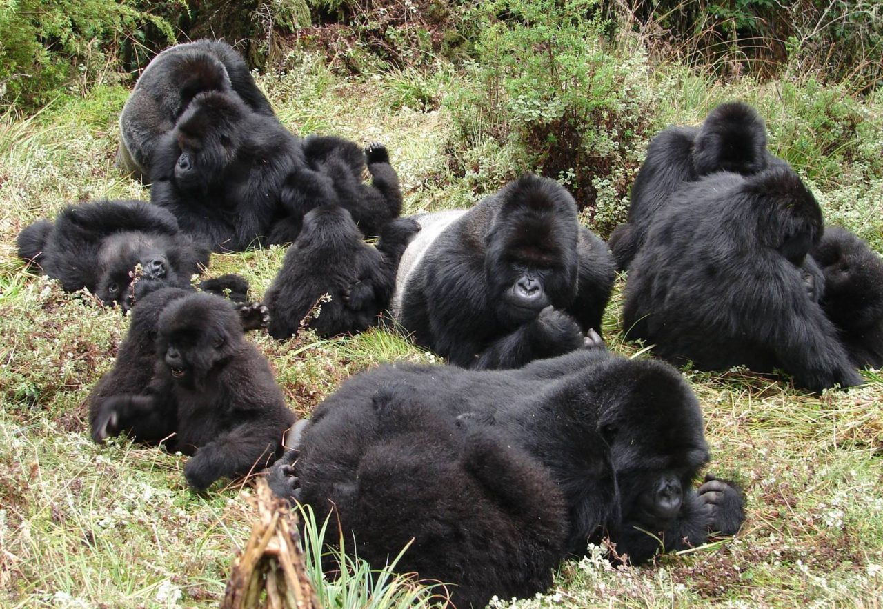 Gorilla family