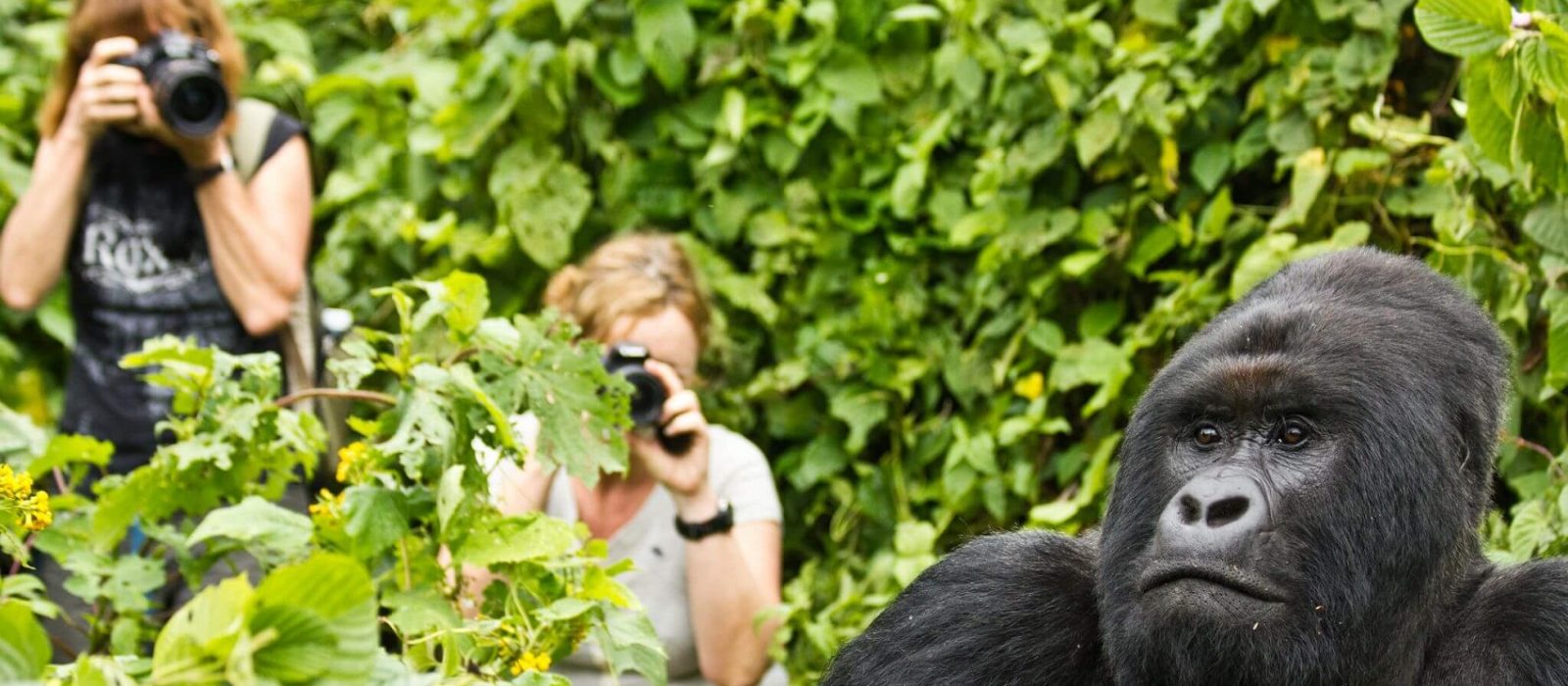 Gorilla tracking