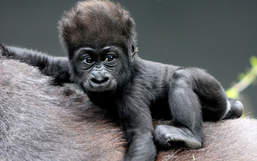 Young Gorilla