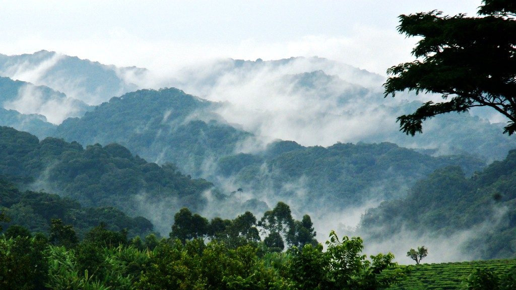 Bwindi Impenetrable Forest