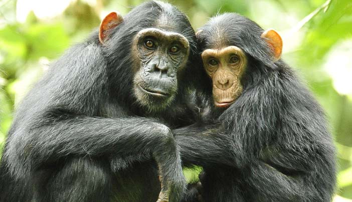 Chimpanzee trekking