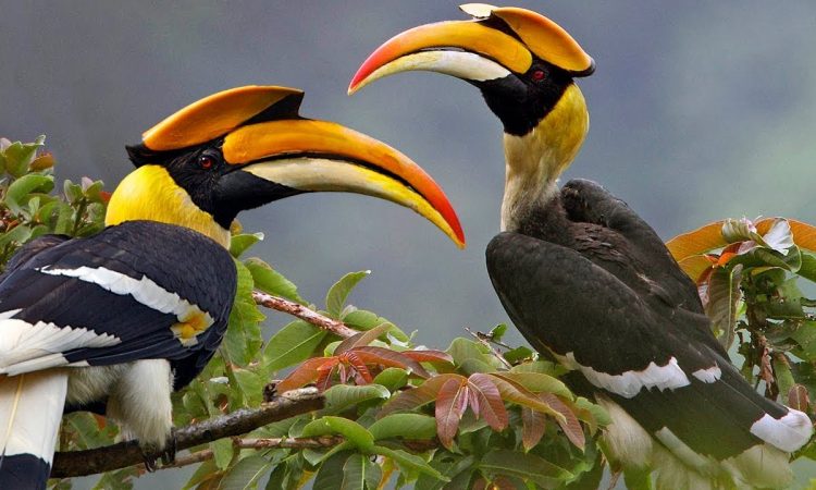 Birding Uganda