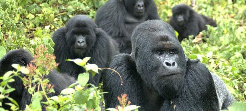 Gorilla family